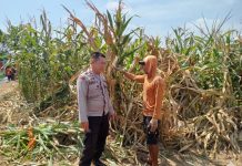 Polsek Winongan Pantau Lahan Jagung di Desa Menyarik Dukung Program Ketahanan Pangan Nasional