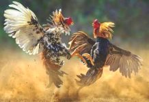 Berita Viral Sabung Ayam Wilayah Jatim