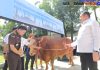 Sambut Idul Adha 1447 H, Jaksa Agung Serahkan 57 Sapi Kurban untuk Wujudkan Kepedulian Sosial