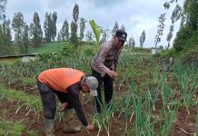 Polisi Turun ke Kebun Bawang Prei, Dorong Warga Aktif Bertanam untuk Ketahanan Pangan