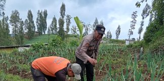 Polisi Turun ke Kebun Bawang Prei, Dorong Warga Aktif Bertanam untuk Ketahanan Pangan