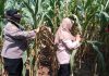 Dukung Asta Cita Presiden, Polsek Puspo Panen Jagung Bersama Petani