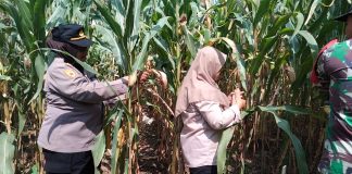 Dukung Asta Cita Presiden, Polsek Puspo Panen Jagung Bersama Petani