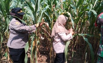 Dukung Asta Cita Presiden, Polsek Puspo Panen Jagung Bersama Petani