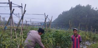 Bhabinkamtibmas Polsek Nongkojajar Pantau Tanaman Tomat di Desa Pungging, Dukung Program P2B Ketahanan Pangan