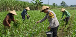Pak Bhabin Penggerak Ketahanan Pangan, Dampingi Petani Jagung di Wilayah Hukum Polres Pasuruan
