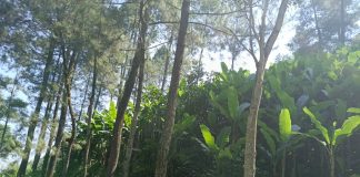 TAJI JABUNG TANAH GUNDUL – 4 FOTO 7 JUNI 2026 BONGKAR TERASERING MASIF + MAFIA DAUN PISANG DI LAHAN SEWA 2 JUTA/PATOK KPH MALANG