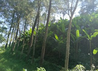 TAJI JABUNG TANAH GUNDUL – 4 FOTO 7 JUNI 2026 BONGKAR TERASERING MASIF + MAFIA DAUN PISANG DI LAHAN SEWA 2 JUTA/PATOK KPH MALANG