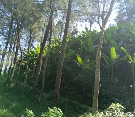 TAJI JABUNG TANAH GUNDUL – 4 FOTO 7 JUNI 2026 BONGKAR TERASERING MASIF + MAFIA DAUN PISANG DI LAHAN SEWA 2 JUTA/PATOK KPH MALANG