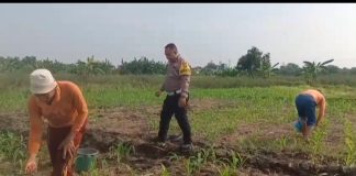 Polisi Bangil Aktif Bersama Kelompok Tani Gempeng Monitoring Lahan Jagung