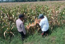 Bhabinkamtibmas Pekoren Pantau Lahan Jagung di Rembang, Kawal Asta Cita Ketahanan Pangan
