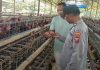 Bhabinkamtibmas Polsek Rembang Laksanakan Pemantauan Peternakan Ayam Petelur Dukung Ketahanan Pangan Nasional