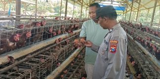 Bhabinkamtibmas Polsek Rembang Laksanakan Pemantauan Peternakan Ayam Petelur Dukung Ketahanan Pangan Nasional