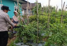Bhabinkamtibmas Desa Pungging Tinjau Tanaman Cabe Kecil, Dukung Ketahanan Pangan Nasional