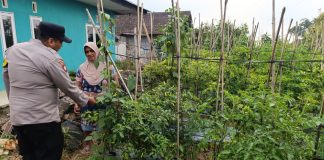 Bhabinkamtibmas Desa Pungging Tinjau Tanaman Cabe Kecil, Dukung Ketahanan Pangan Nasional