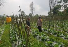 Polisi Turun ke Lahan, Pantau Perkembangan Kubis di Desa Gendro