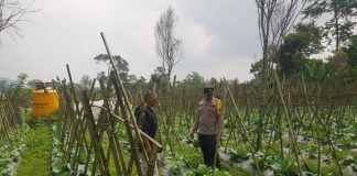 Polisi Turun ke Lahan, Pantau Perkembangan Kubis di Desa Gendro