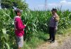 Bhabinkamtibmas Sukorejo Cek Pertumbuhan Jagung Warga