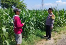 Bhabinkamtibmas Sukorejo Cek Pertumbuhan Jagung Warga