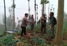 Bhabinkamtibmas Polsek Tosari Pantau Lahan Bawang Prei, Dukung Program Ketahanan Pangan Nasional