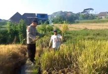 Bhabinkamtibmas Polsek Prigen Bersama Petani Rawat Lahan Padi Dukung Ketahanan Pangan Nasional