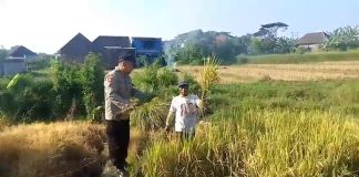Bhabinkamtibmas Polsek Prigen Bersama Petani Rawat Lahan Padi Dukung Ketahanan Pangan Nasional