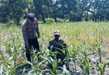 Bhabinkamtibmas Polsek Nongkojajar Tinjau Lahan Jagung P2B, Dukung Asta Cita Ketahanan Pangan