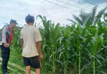Bhabinkamtibmas Polsek Sukorejo Dampingi Kelompok Tani Optimalkan Lahan Produktif untuk Dukung Ketahanan Pangan