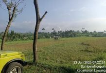 Diduga Tak Ditanami, Lahan LP2B Milik Desa Sumber Ngepoh Lawang Dibiarkan Terbengkalai