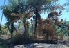 Diduga Perambahan & Pembakaran Lahan, Kawasan Hutan Pantai Pasir Panjang Donomulyo Disorot
