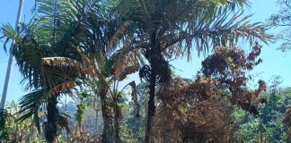 Diduga Perambahan & Pembakaran Lahan, Kawasan Hutan Pantai Pasir Panjang Donomulyo Disorot