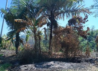 Diduga Perambahan & Pembakaran Lahan, Kawasan Hutan Pantai Pasir Panjang Donomulyo Disorot