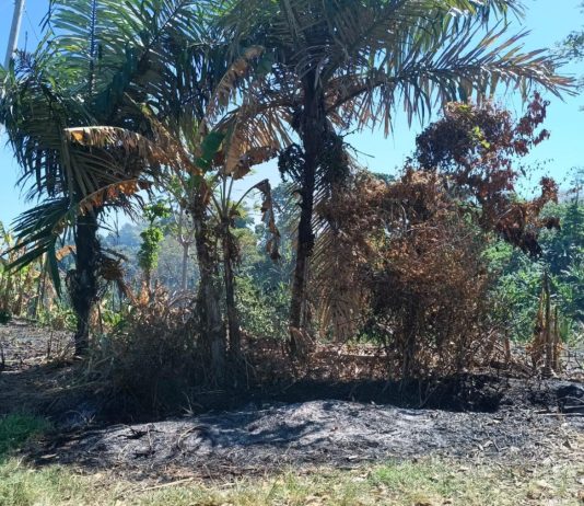 Diduga Perambahan & Pembakaran Lahan, Kawasan Hutan Pantai Pasir Panjang Donomulyo Disorot
