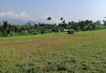 GUNDUL DULU, URUS SURAT BELAKANGAN! Kades Sutir Akui LP2B/Tanah Bengkok Sumber Ngepoh 5000m2 Diajukan Jadi Lapangan, Padahal Musdes Belum Jalan