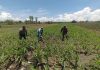 Bukan Sekadar Patroli, Polisi di Bangil Aktif Dampingi Petani Jagung Menuju Panen Maksimal