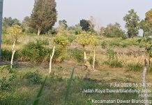 PULUHAN POHON KAYU PUTIH DI HUTAN PERHUTANI DAWARBLANDONG MATI, PENGGARAP DIDUGA DIPUNGUT HINGGA RP1 JUTA/TAHUN