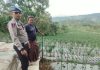Bhabinkamtibmas Polsek Nongkojajar Pantau Tanaman Cabai, Dukung Program Pekarangan Pangan Bergizi di Tutur