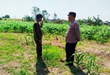 Bhabinkamtibmas Polsek Sukorejo Dorong Pemanfaatan Lahan Produktif untuk Dukung Ketahanan Pangan Nasional