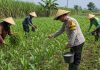 Bhabinkamtibmas Polsek Pasrepan Ikut Awasi Perkembangan Tanaman Jagung Warga