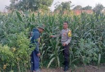 Bhabinkamtibmas Polsek Pasrepan Pantau Tanaman Jagung, Dukung Asta Cita Presiden di Bidang Ketahanan Pangan