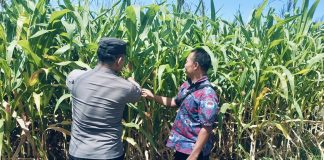 Bhabinkamtibmas Polsek Sukorejo Dorong Petani Optimalkan Lahan Produktif