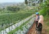 Bhabinkamtibmas Sambangi Lahan Cabai, Dukung Ketahanan Pangan Bersama Warga