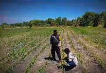 Tanaman Jagung di Siyar Tumbuh Baik, Bhabinkamtibmas Dukung Ketahanan Pangan Bersama Warga