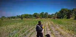 Tanaman Jagung di Siyar Tumbuh Baik, Bhabinkamtibmas Dukung Ketahanan Pangan Bersama Warga