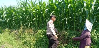 Optimistis Panen Bagus, Bhabinkamtibmas Laporkan Tanaman Jagung di Gunting Tumbuh Subur