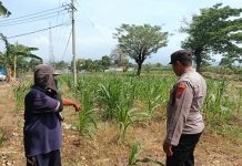 Bhabinkamtibmas Polsek Sukorejo Dorong Ketahanan Pangan Melalui Pemantauan Tanaman Jagung di Desa Lecari