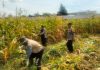 Hasil Panen Jagung di Karangjati Terpantau Baik, Bhabinkamtibmas Dukung Ketahanan Pangan Bersama Petani