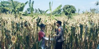 BHABINKAMTIBMAS SUKOREJO GERAKKAN MASYARAKAT MANFAATKAN LAHAN DUKUNG KETAHANAN PANGAN NASIONAL