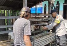 Pantauan Bhabinkamtibmas, Budidaya Kambing di Kauman Tunjukkan Perkembangan Positif