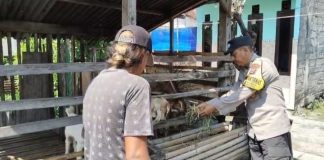 Pantauan Bhabinkamtibmas, Budidaya Kambing di Kauman Tunjukkan Perkembangan Positif